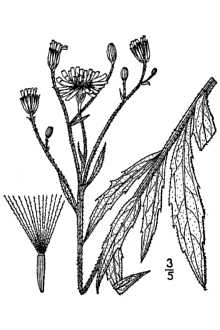 Line Drawing of Hieracium umbellatum L.