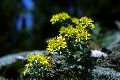 View a larger version of this image and Profile page for Sedum lanceolatum Torr.