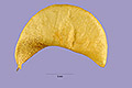 View a larger version of this image and Profile page for Astragalus geyeri A. Gray