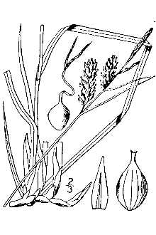 Line Drawing of Carex ×stenolepis Less. [saxatilis × vesicaria]