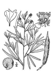 Line Drawing of Polanisia jamesii (Torr. & A. Gray) Iltis