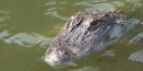 Alligator in moat