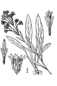 Line Drawing of Solidago simplex Kunth ssp. randii (Porter) Ringius var. racemosa (Greene) Ringius