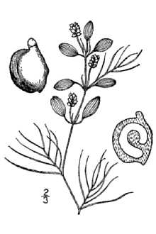 Line Drawing of Potamogeton vaseyi J.W. Robbins