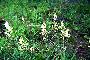 View a larger version of this image and Profile page for Amianthium muscitoxicum (Walter) A. Gray