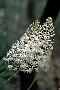 View a larger version of this image and Profile page for Amianthium muscitoxicum (Walter) A. Gray