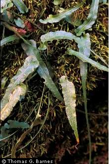 Photo of Asplenium rhizophyllum L.