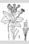 View a larger version of this image and Profile page for Petasites frigidus (L.) Fr. var. palmatus (Aiton) Cronquist