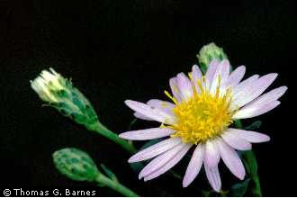 Photo of Eurybia saxicastellii (J.J.N. Campbell & M. Medley) G.L. Nesom