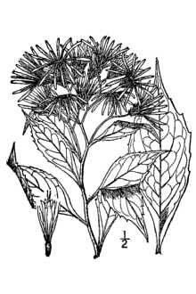 Line Drawing of Oclemena acuminata (Michx.) Greene