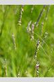 View a larger version of this image and Profile page for Polygala verticillata L.