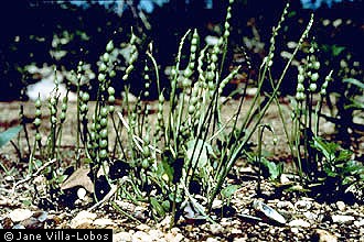 Photo of Leavenworthia torulosa A. Gray