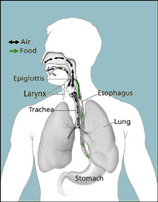 Diagram of larynx, esophagus, epiglottis,
trachea, lung, and stomach.  Schematic
showing the epiglottis and vocal cords
open and closed.