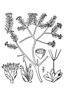 Line Drawing of Corema conradii (Torr.) Torr. ex Louden