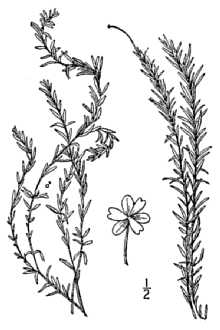 Line Drawing of Elodea nuttallii (Planch.) H. St. John