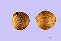View a larger version of this image and Profile page for Smallanthus uvedalius (L.) Mack. ex Small