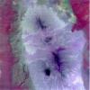 ASTER's First Views of Rift Valley, Ethiopia - Thermal-Infrared (TIR) Image (color)