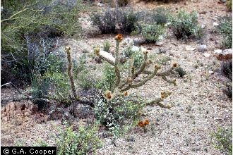 Photo of Cylindropuntia spinosior (Engelm.) F.M. Knuth