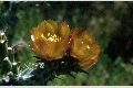 View a larger version of this image and Profile page for Cylindropuntia spinosior (Engelm.) F.M. Knuth