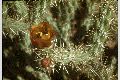 View a larger version of this image and Profile page for Cylindropuntia spinosior (Engelm.) F.M. Knuth