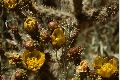 View a larger version of this image and Profile page for Cylindropuntia spinosior (Engelm.) F.M. Knuth