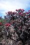 View a larger version of this image and Profile page for Cylindropuntia spinosior (Engelm.) F.M. Knuth