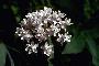 View a larger version of this image and Profile page for Asclepias quadrifolia Jacq.