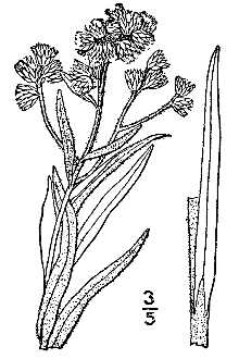 Line Drawing of Pseudognaphalium macounii (Greene) Kartesz