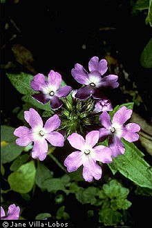 Photo of Glandularia maritima (Small) Small