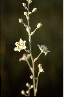 Photo of Zigadenus elegans Pursh ssp. glaucus (Nutt.) Hultén