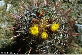 Photo of Echinocereus engelmannii (Parry ex Engelm.) Lem. var. variegatus (Engelm. & Bigelow) Rümpler