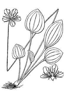 Line Drawing of Parnassia grandifolia DC.