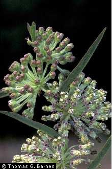 Photo of Asclepias hirtella (Pennell) Woodson