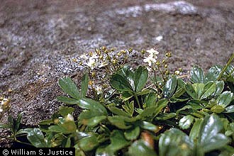 Photo of Sibbaldiopsis tridentata (Aiton) Rydb.