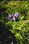 View a larger version of this image and Profile page for Gentiana saponaria L.