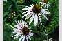 View a larger version of this image and Profile page for Echinacea laevigata (C.L. Boynt. & Beadle) S.F. Blake