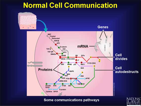 Normal Cell Communication
