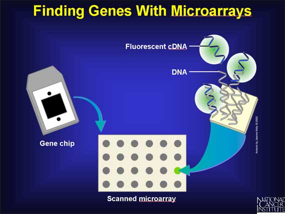 Finding Genes With Microarrays