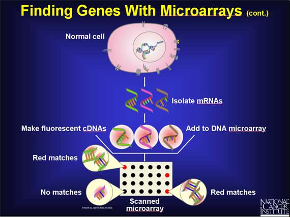 Finding Genes With Microarrays (cont.)