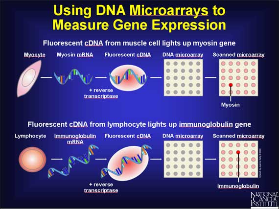 Using DNA Microarrays to Measure Gene Expression