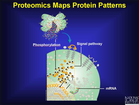 Proteomics Maps Protein Patterns