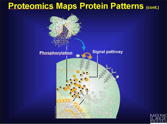 Proteomics Maps Protein Patterns (cont.)