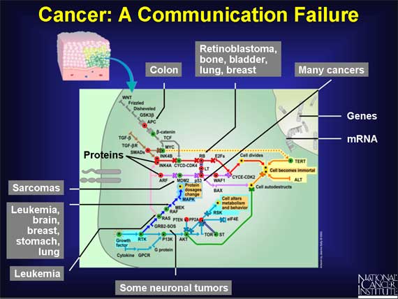 Cancer: A Communication Failure