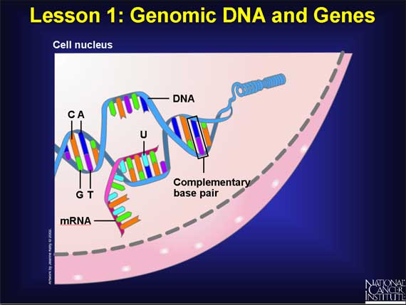 Lesson 1: Genomic DNA and Genes