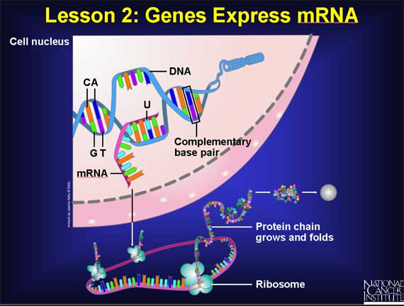 Lesson 2: Genes Express mRNA