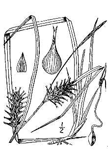 Line Drawing of Carex louisianica L.H. Bailey