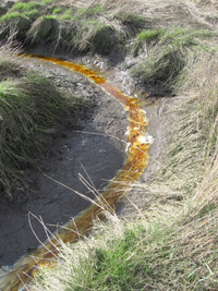 Salmon Creek estuary.