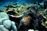 Elkhorn coral and a white-spotted filefish. 