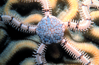 A reticulated brittle star.