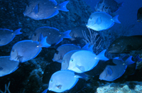 A school of blue tang.